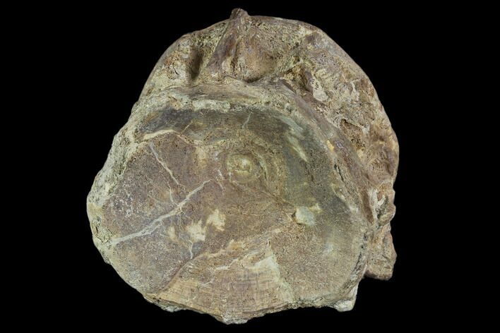 Monster Cretaceous Fish (Xiphactinus) Vertebra - Kansas #102663